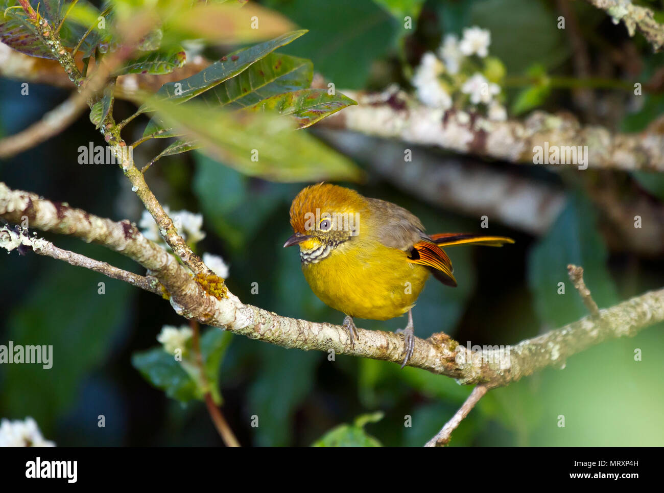 Chestnut-tailed Minla (Minla strigula) sits on branch in tree, Doi Inthanon, Chiang Mai Province, Thailand Stock Photo