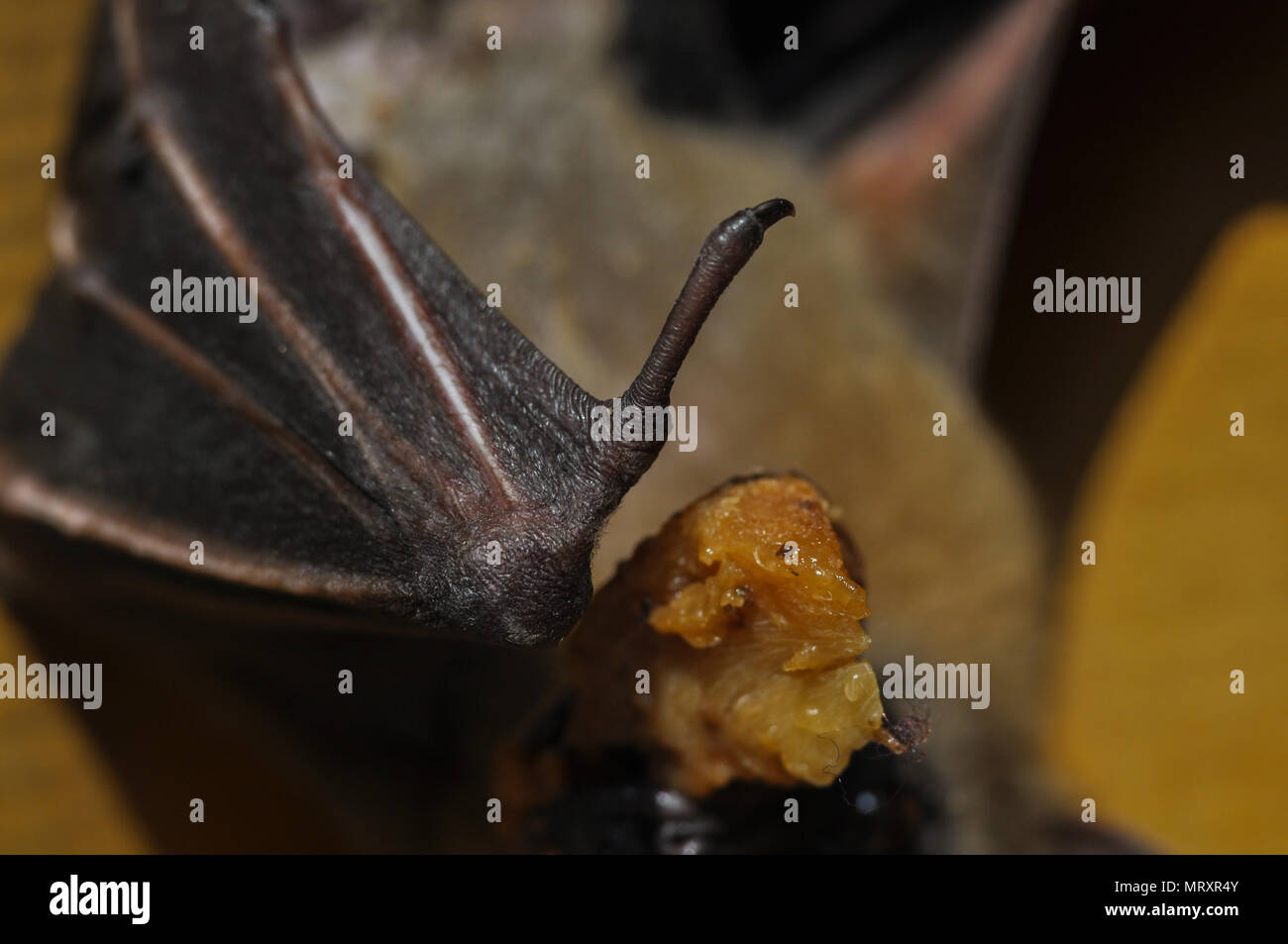 Indian fruit bat (Pteropus giganteus) Noida, Uttar Pradesh, India
