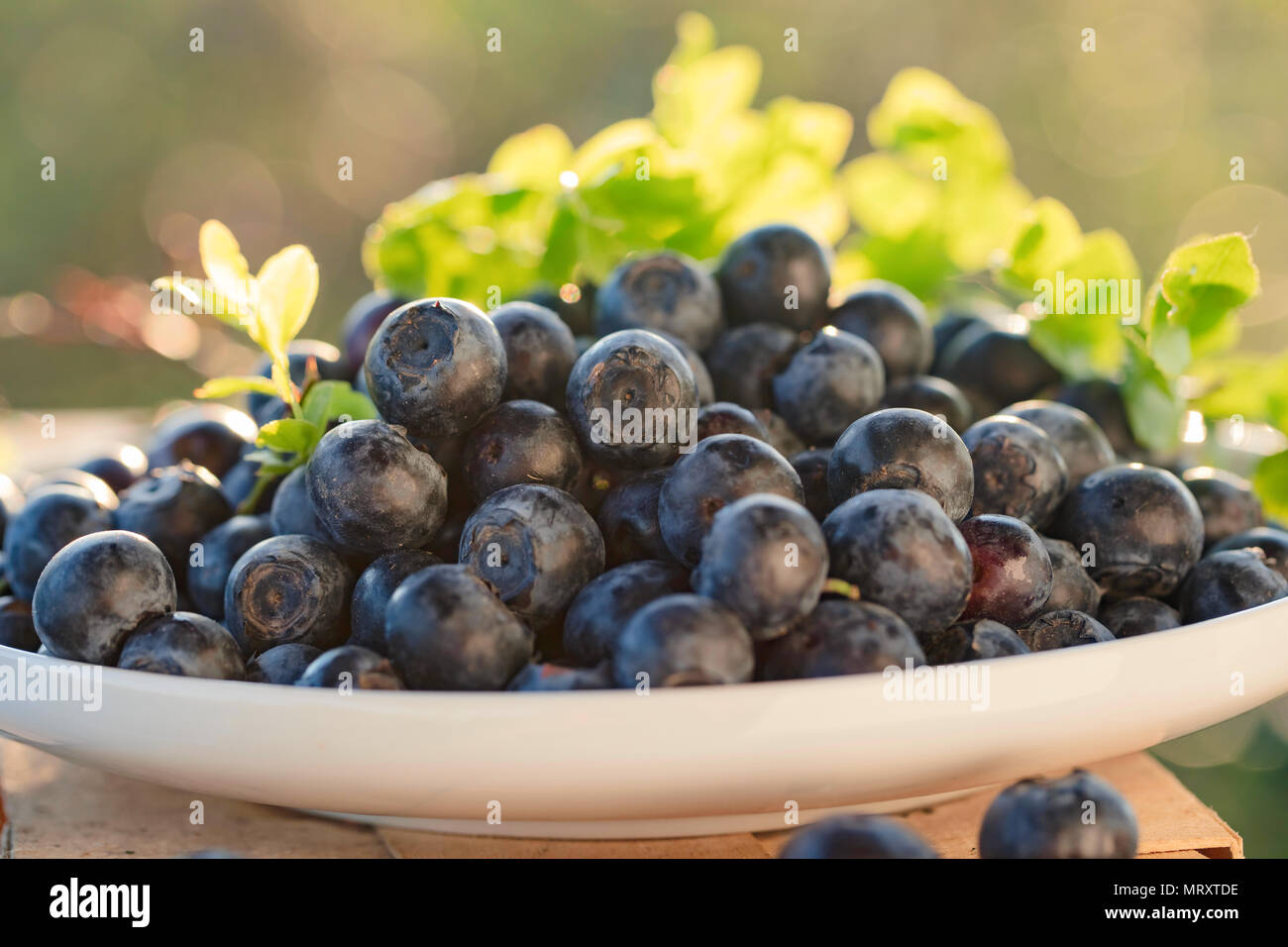 Really Ripe Blueberries Ripe and juicy fresh picked blueberries closeup. Blueberries with ...