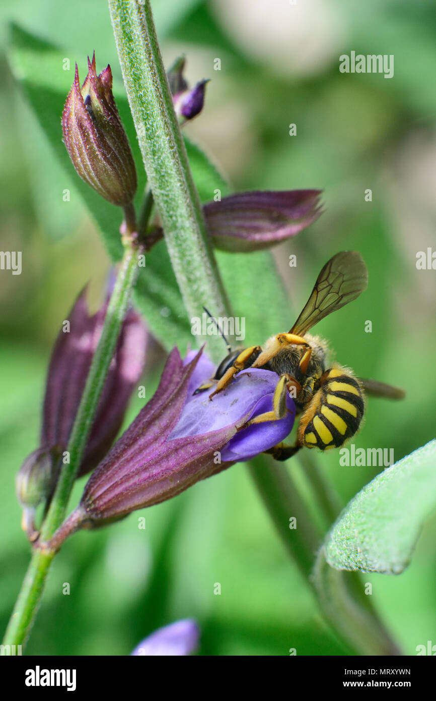 Bee and Flower of Sage Stock Photo Alamy
