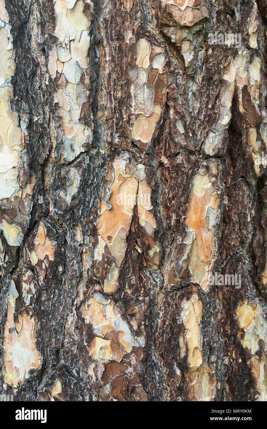 Abstract old wood tree bark texture background Stock Photo - Alamy