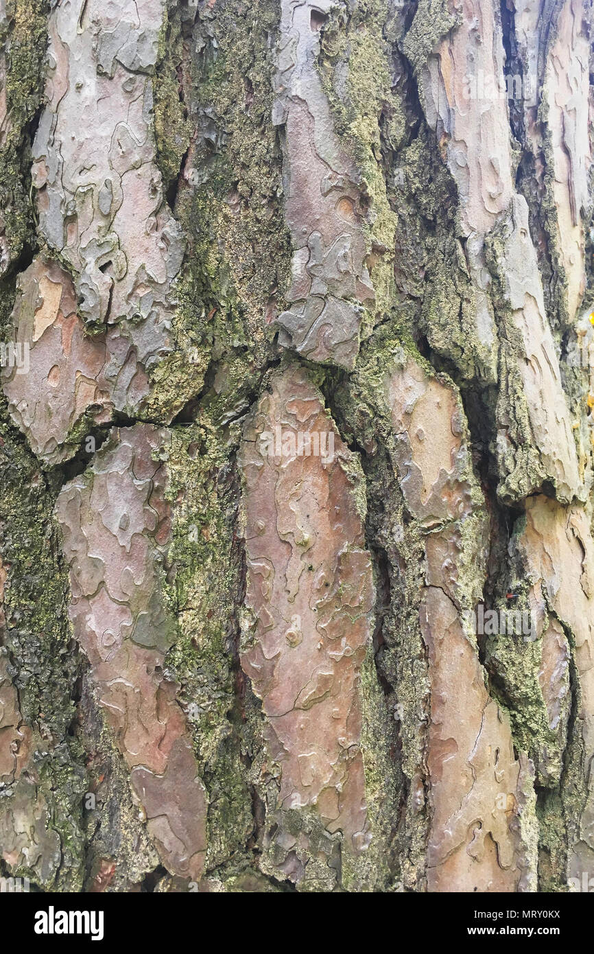 Abstract old wood tree bark texture background Stock Photo - Alamy