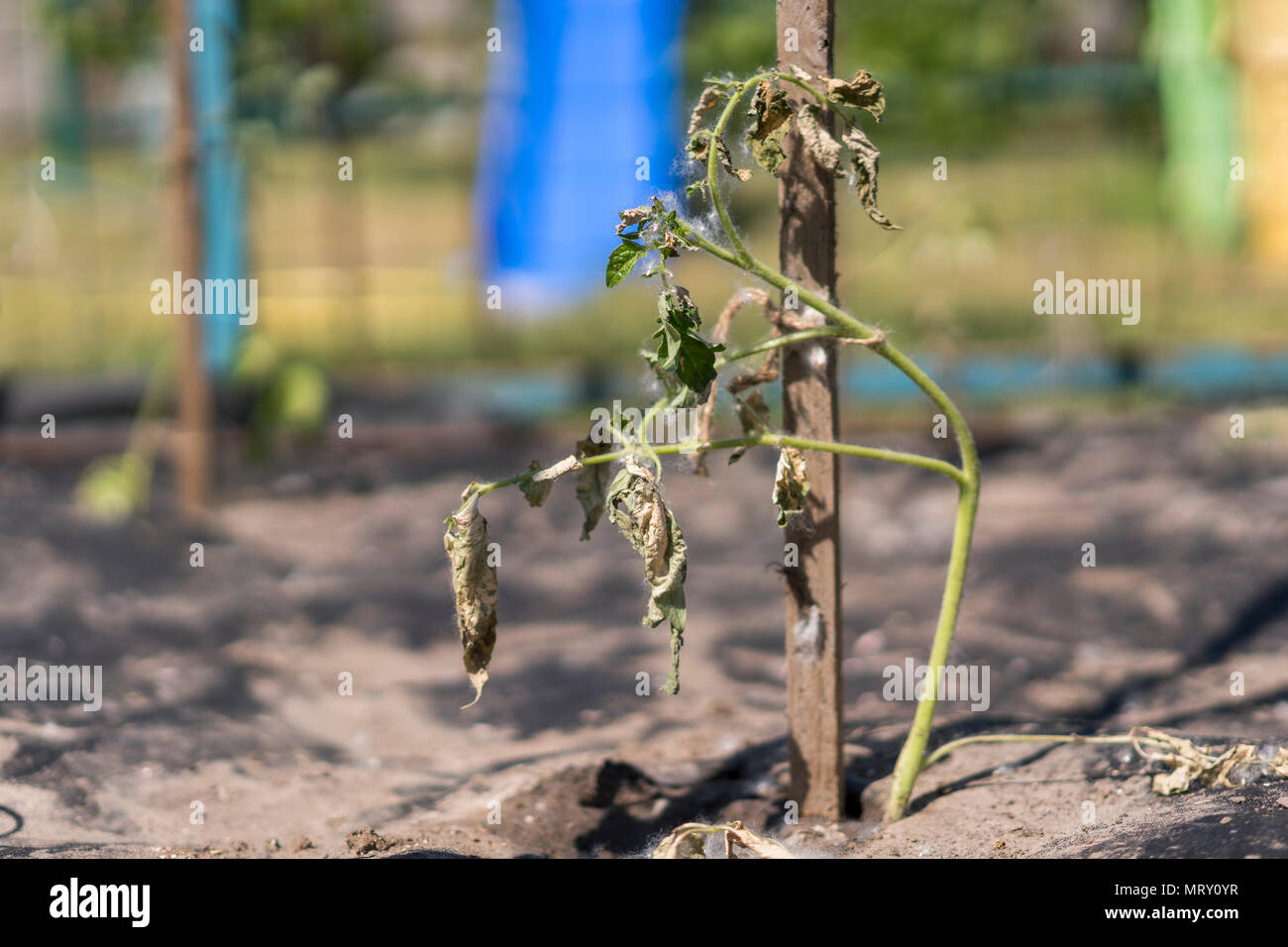 Dry plants from drought in the garden. The dried bush of a tomato. The plant  withered from lack of water. World Drought. wilted pot plant. drought. dried  plants Stock Photo