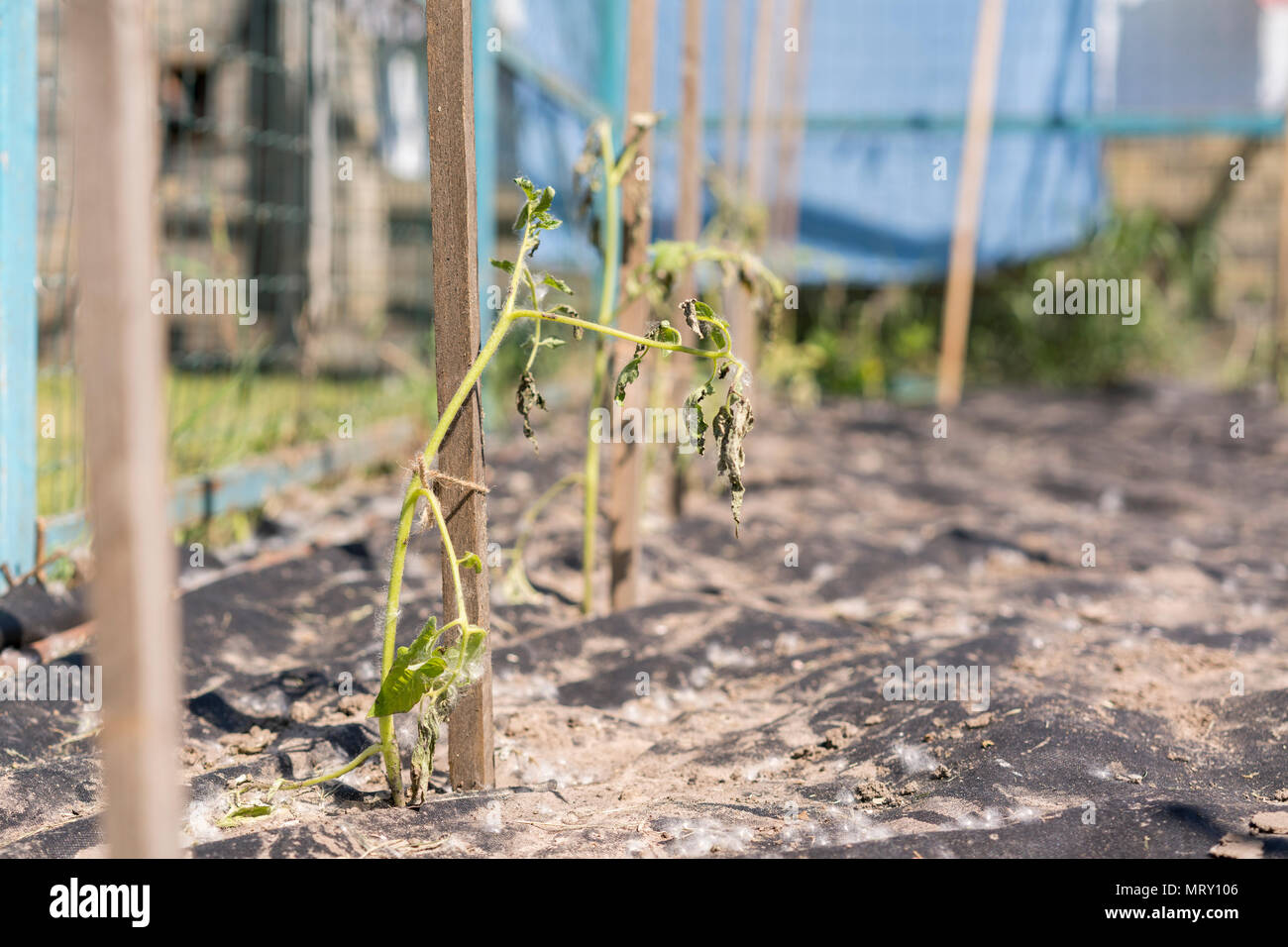 The dried bush of a tomato. The plant withered from lack of water