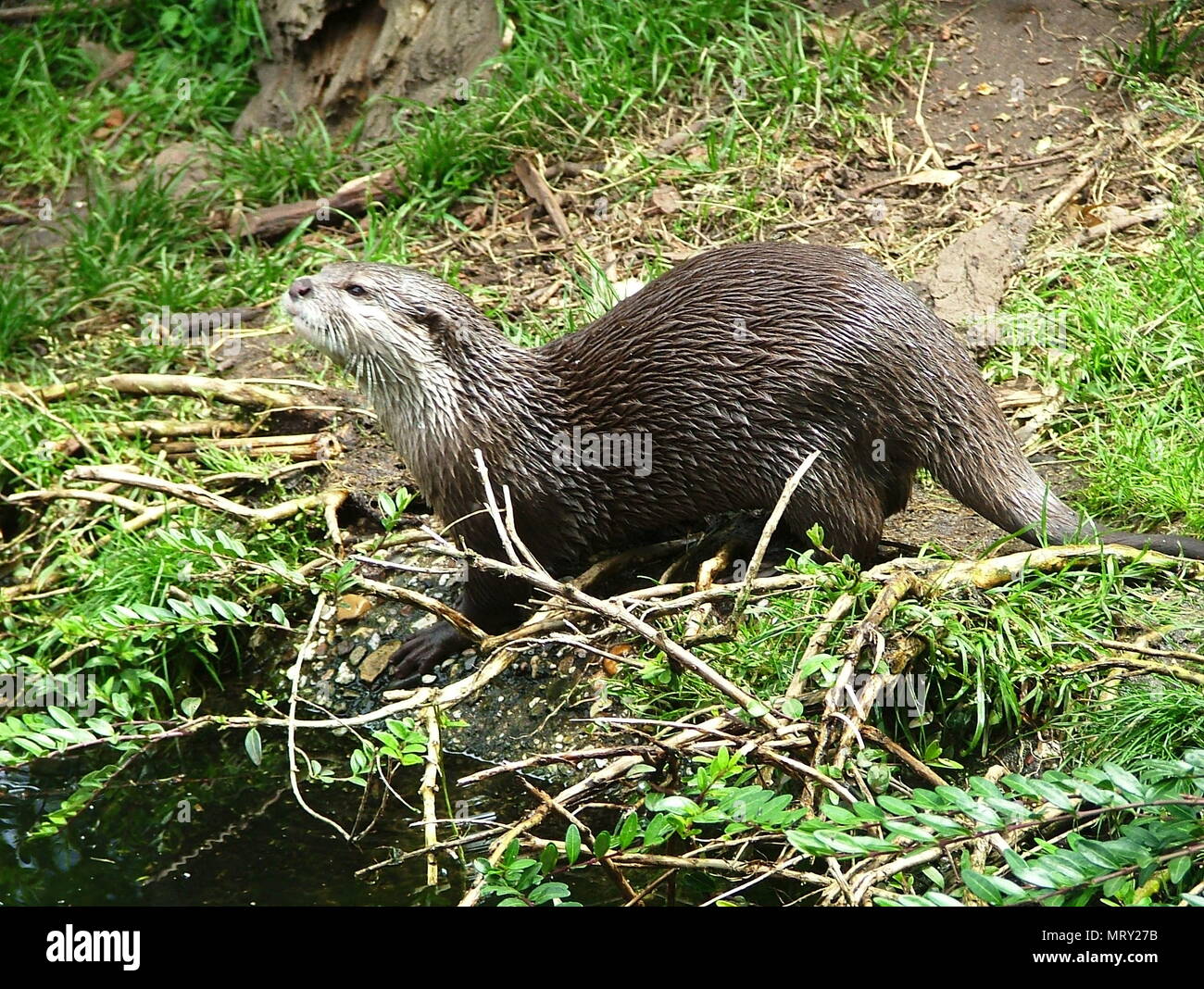 Oriental small-clawed otter in the nature Stock Photo
