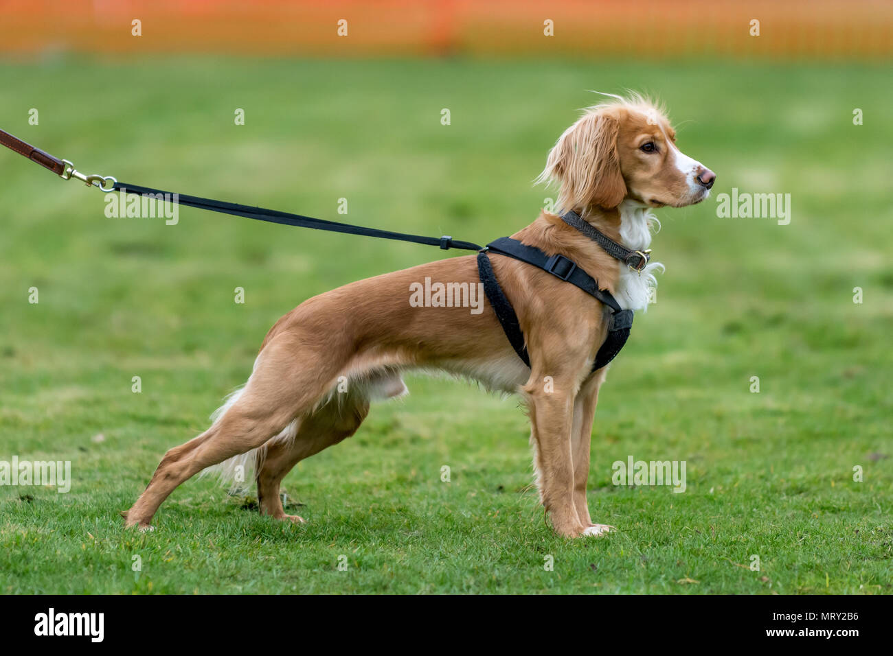 Brown and white pet male dog standing posed, wearing harness and with lead, on grass Stock Photo