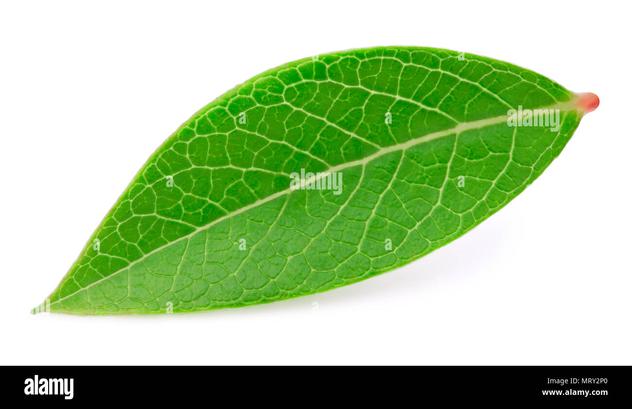 Blueberry leaf isolated Stock Photo