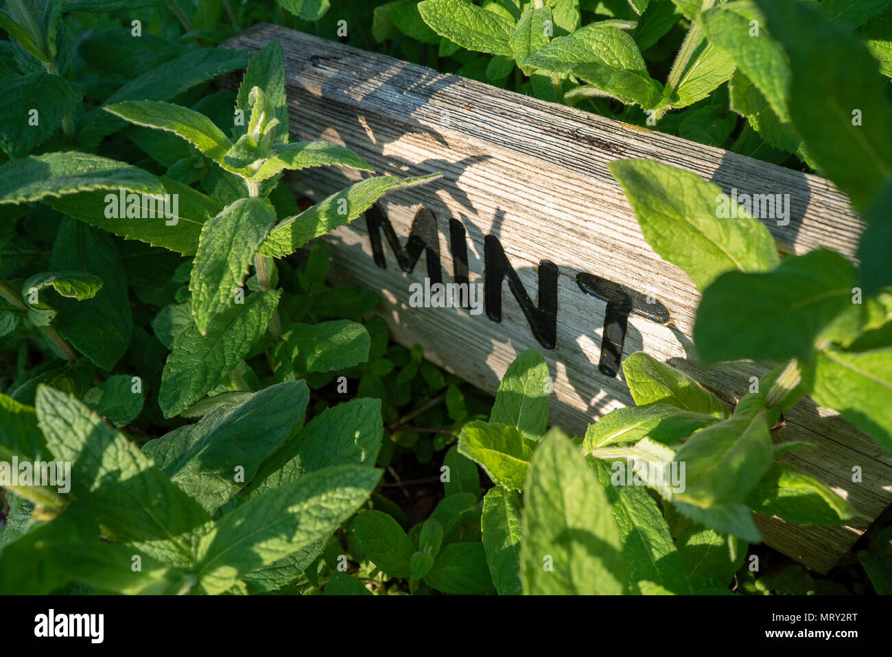 Mentha sachalinensis common English garden mint Stock Photo