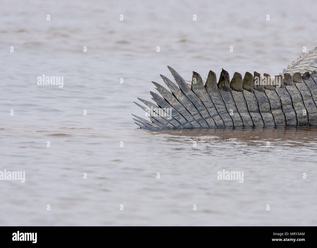 Garai Raptile Big croc big no : r/megalophobia