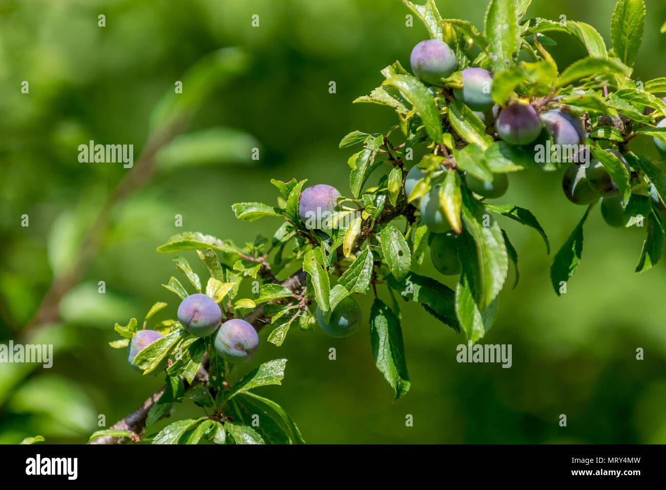 Branch of wild damson plum tree with dark purple fruits and bright green leaves in the sunshine. Stock Photo