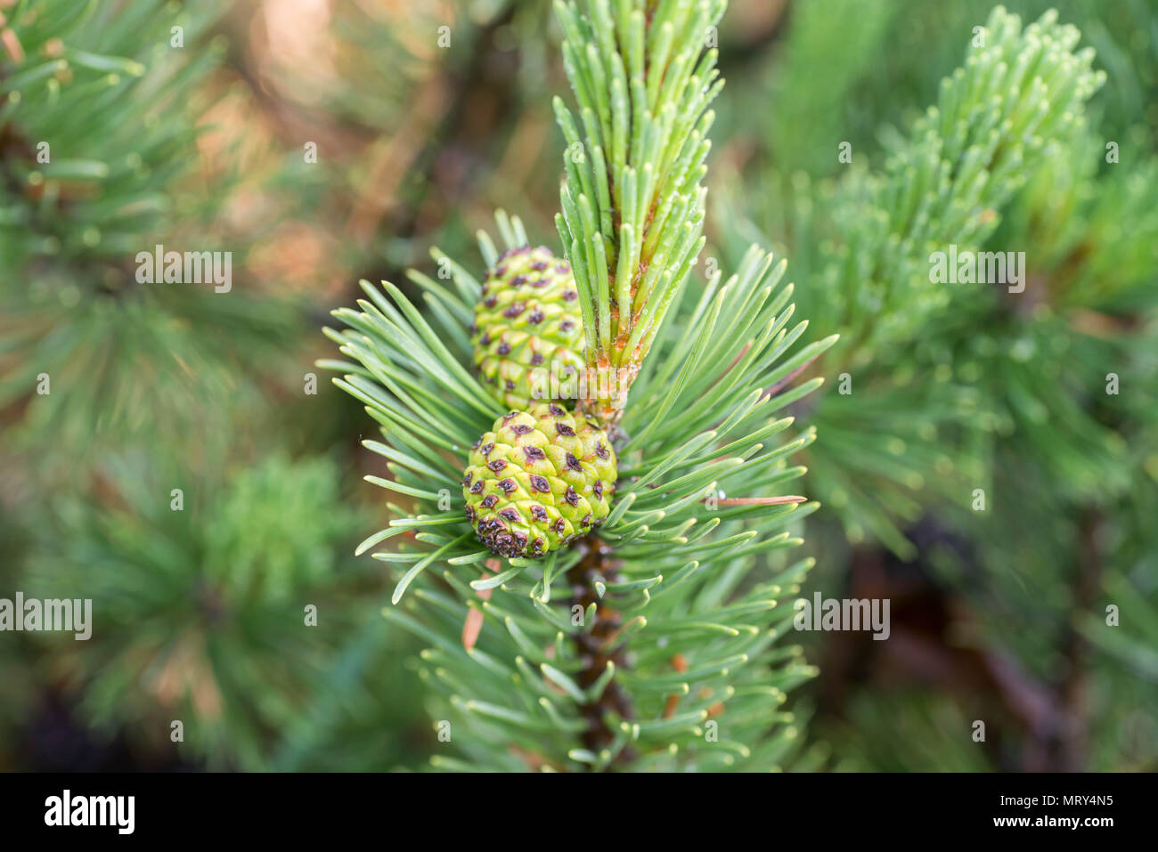 mountain pine cones on twig macro Stock Photo