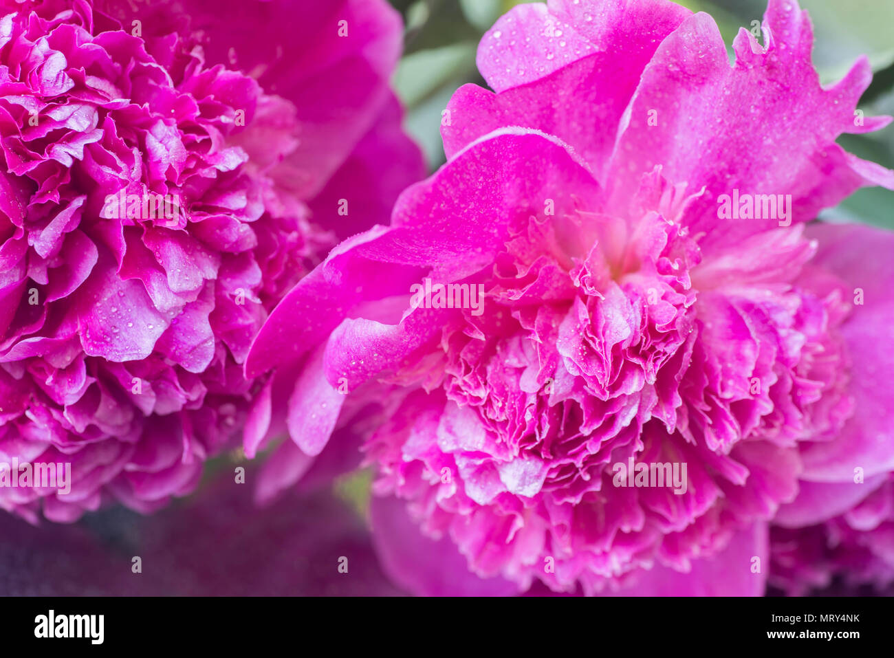 pink peony flower petals macro with water drops selective focus Stock Photo