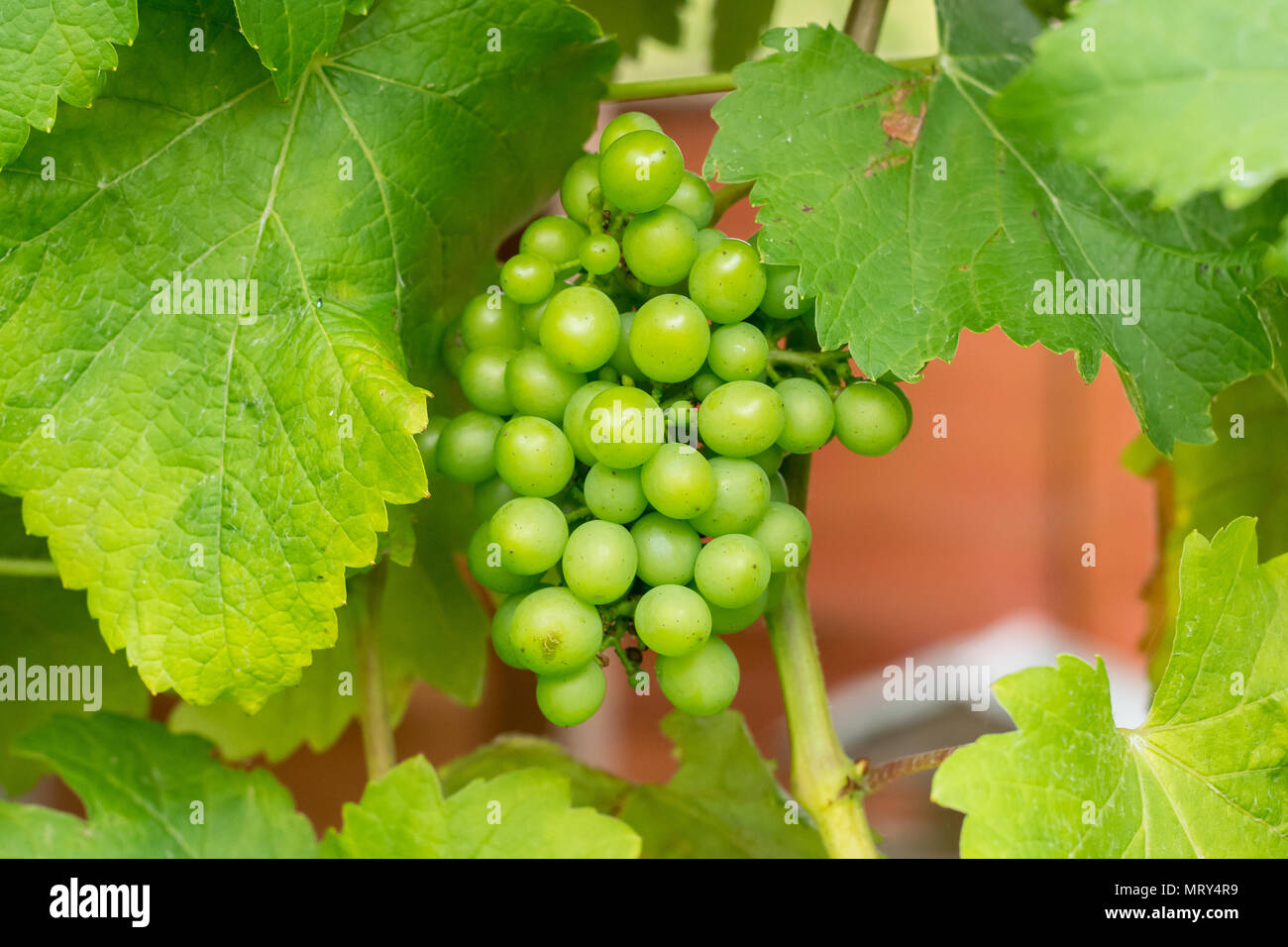 Bunch of green grapes having from vine grown in garden in Suffolk