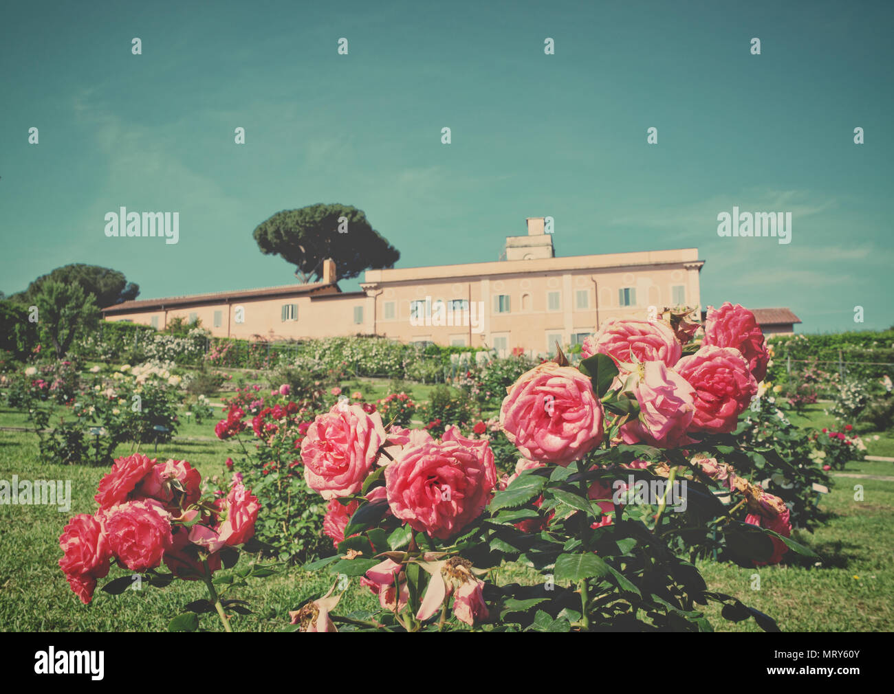 Rome’s municipal rose garden  with blue sky Stock Photo