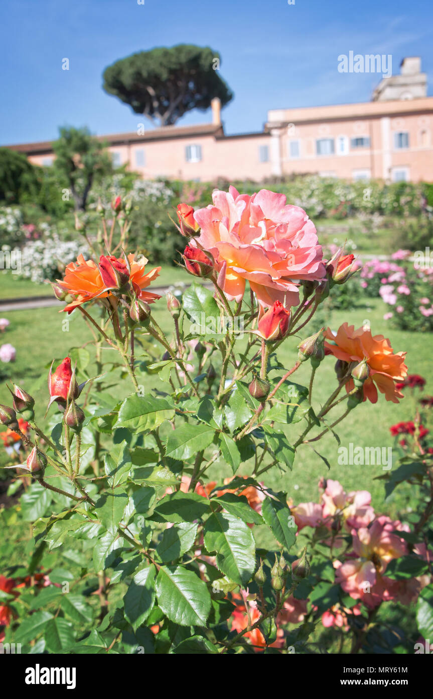 Rome’s municipal rose garden - Italy Stock Photo