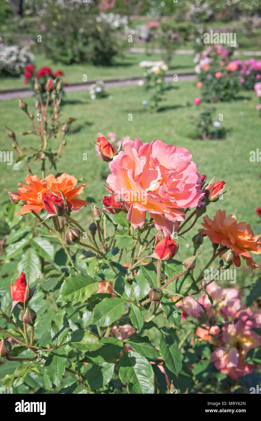 Rome’s municipal rose garden - Italy Stock Photo