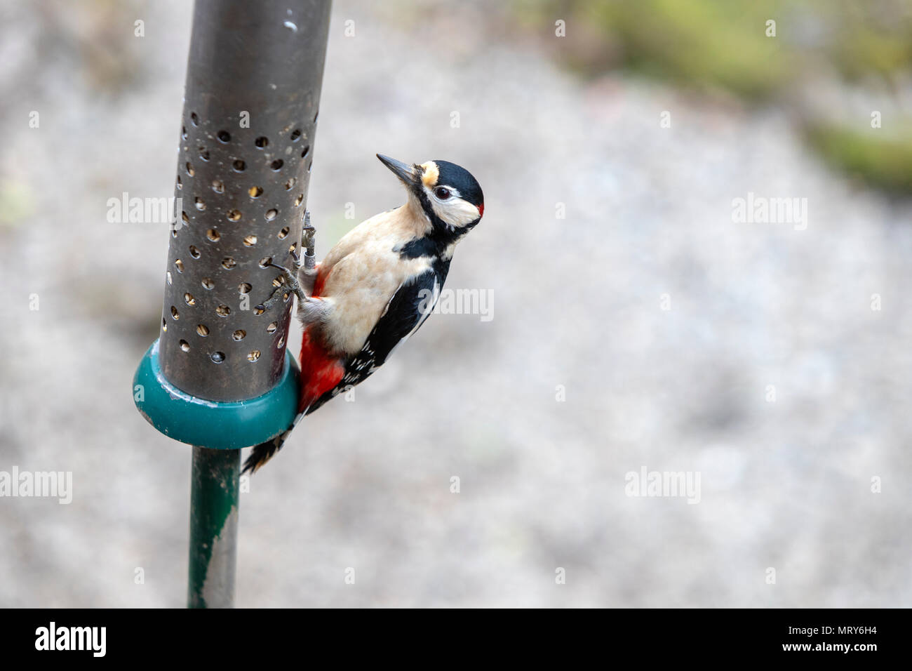 Great spotted woodpecker, Dendrocopos major, in a bird feeder at RSPB
