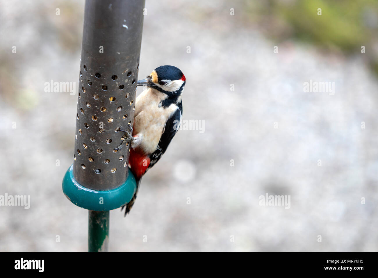 Great Spotted Woodpecker Dendrocopos Major In A Bird Feeder At