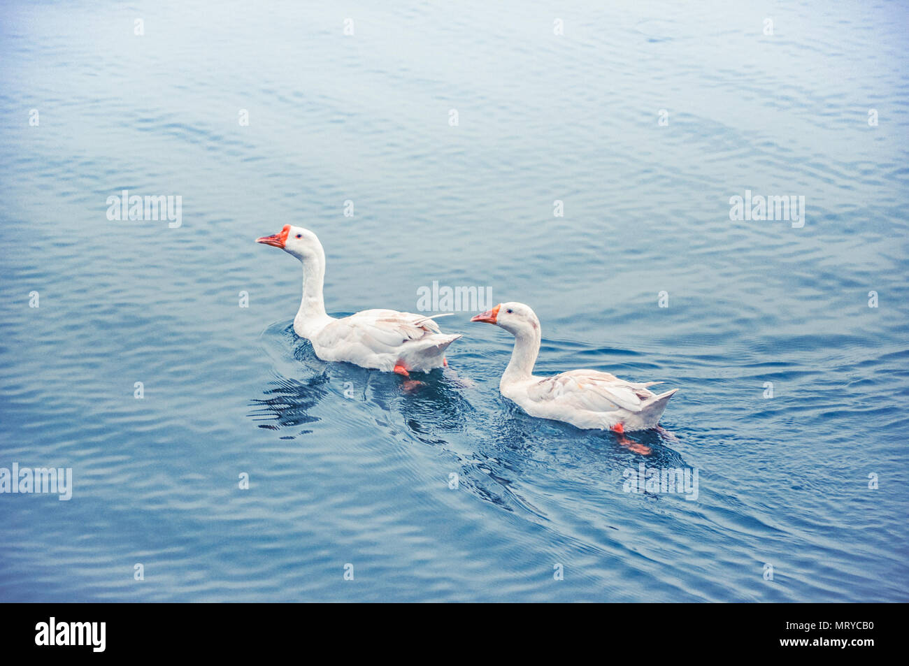 Duck pair swimming Stock Photo