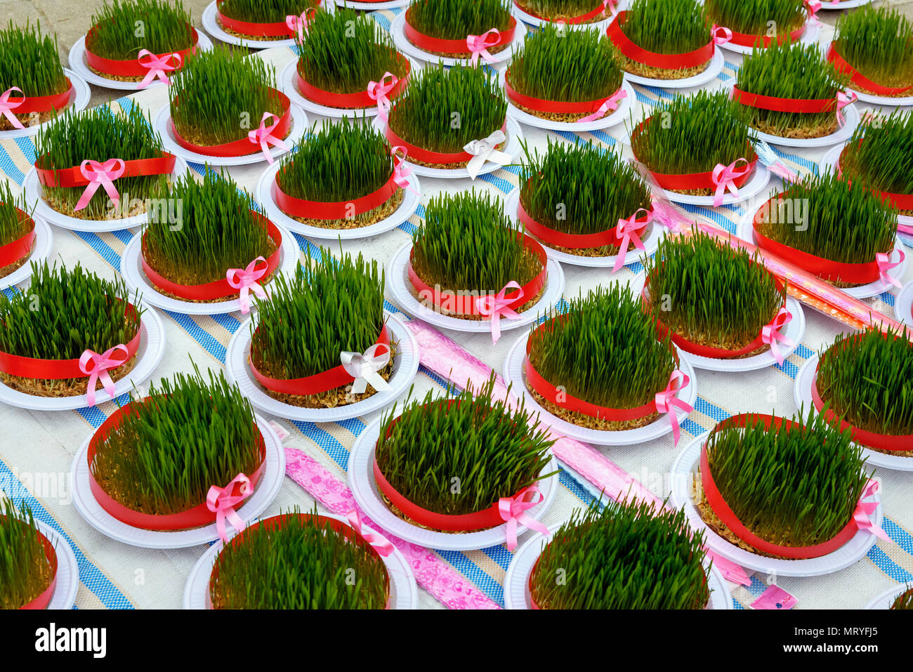 Greenery Sabze for Haft-Seen. Traditional spring symbol Novruz semeni fresh green wheat grass on bazaar in Astara. Gilan Province, Iran Stock Photo