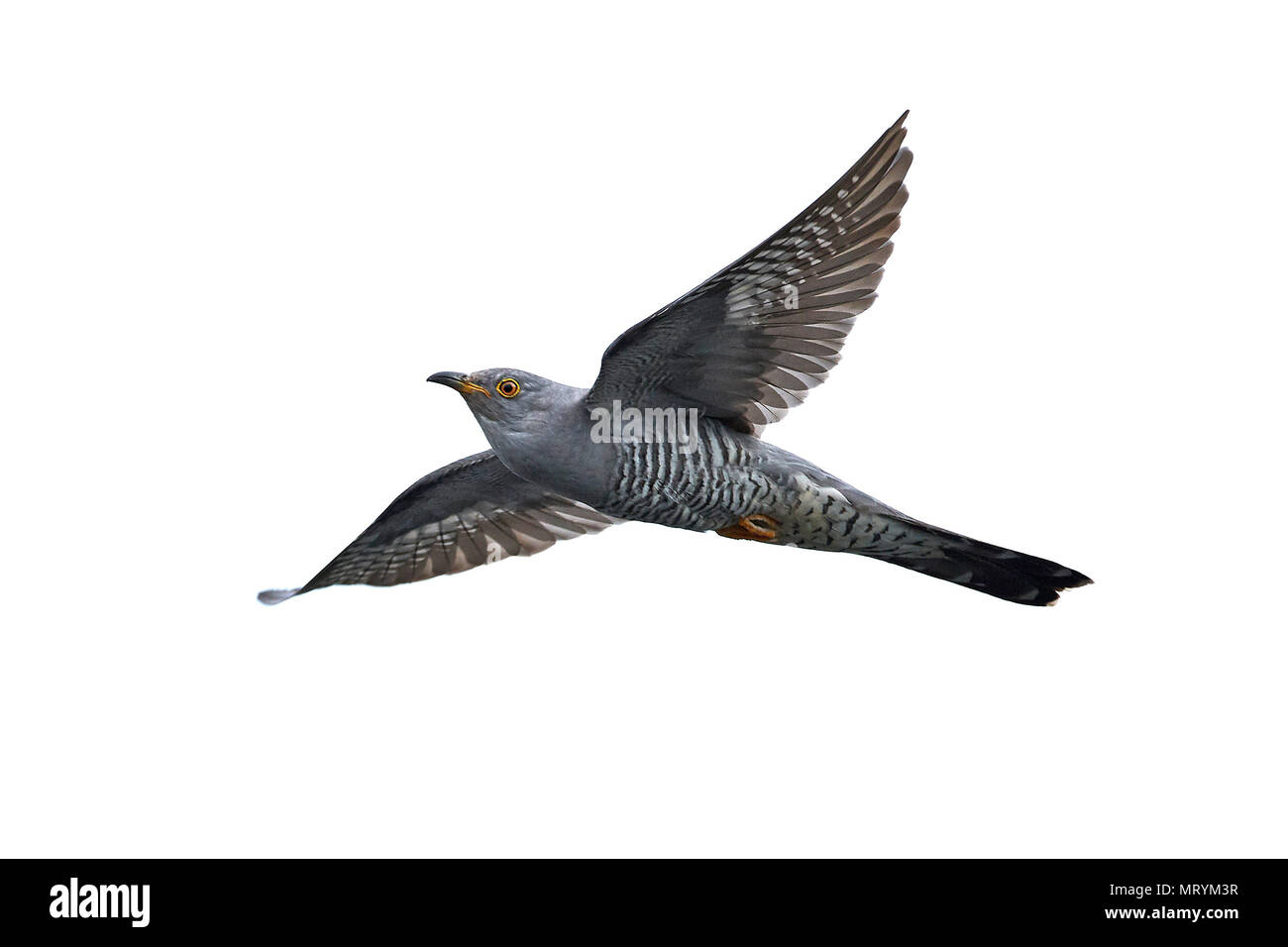 Common cuckoo in it natural habitat in Denmark Stock Photo - Alamy
