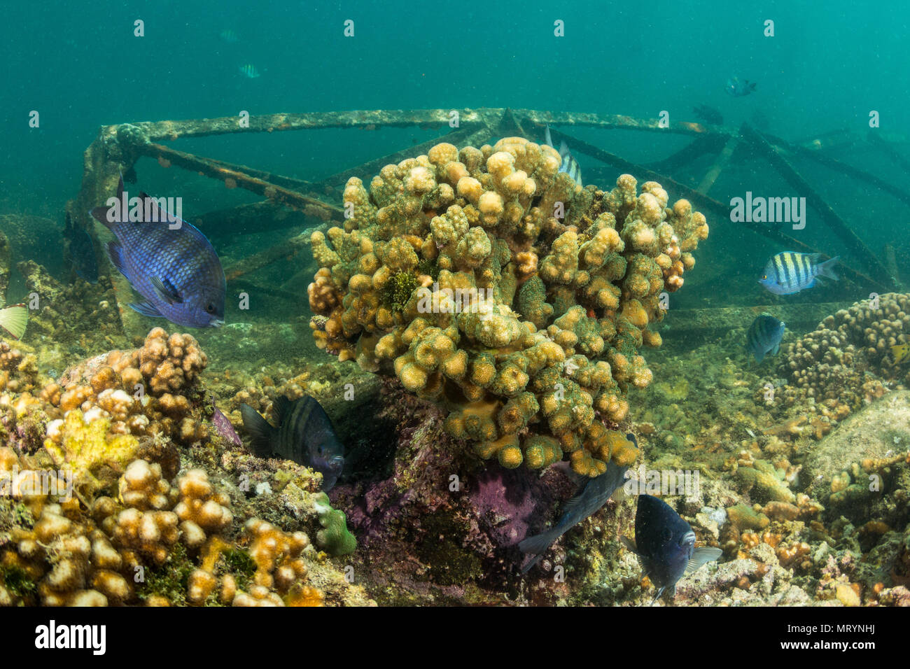 A reefscape view of elegant coral (Pocillopora elegans) at the dive site Isla San Rafaelito, with sunken tower in the background. La Paz, Mexico. Stock Photo