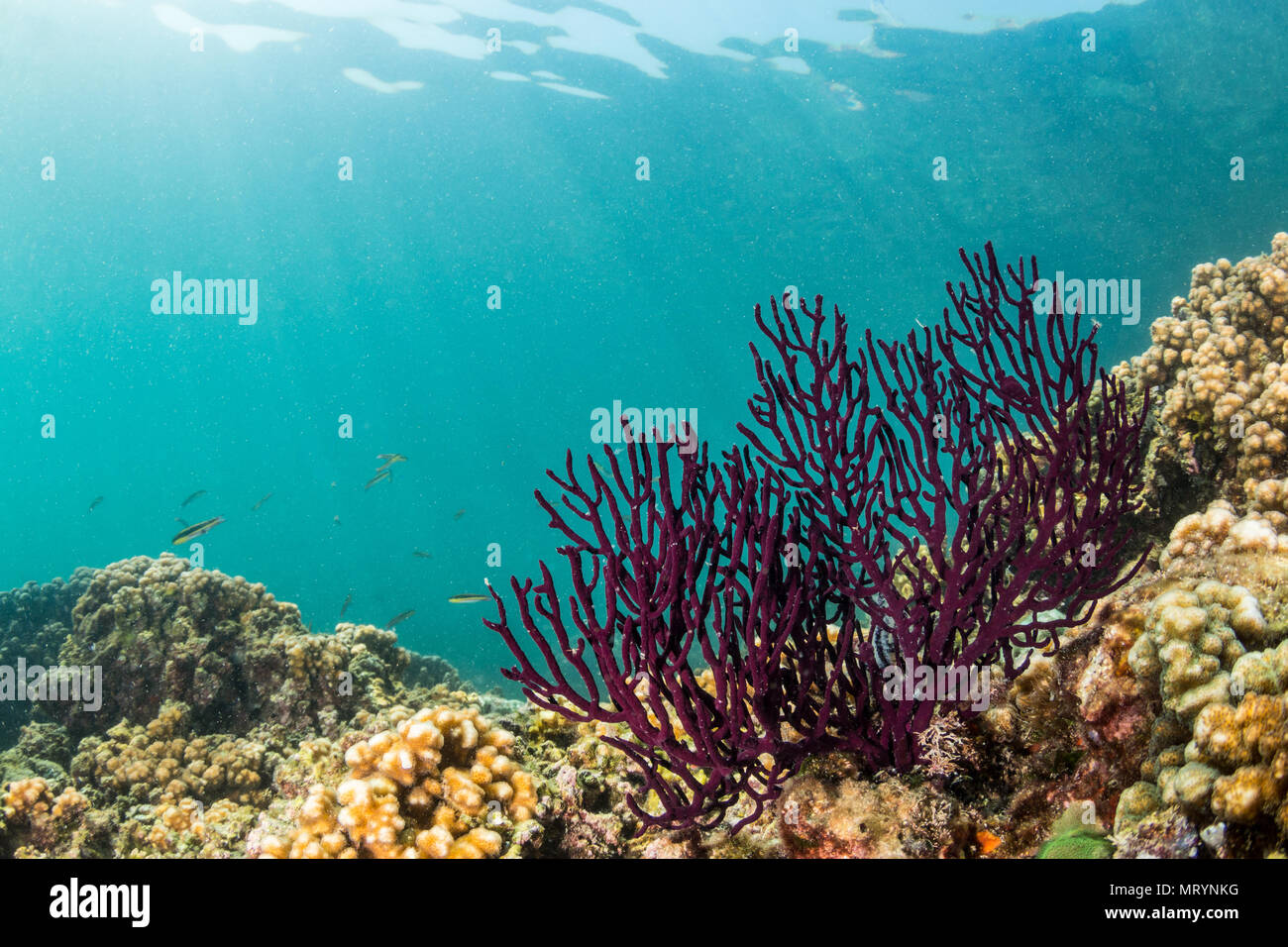 A view of the shallow reef and coral at Isla San Rafaelito near La Paz, Mexico Stock Photo