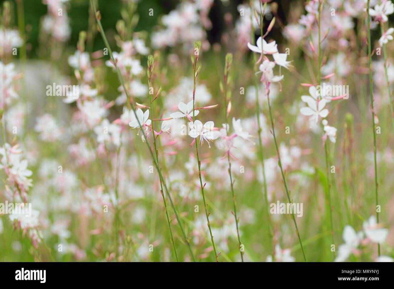Background texture of blooming wild summer flowers Stock Photo