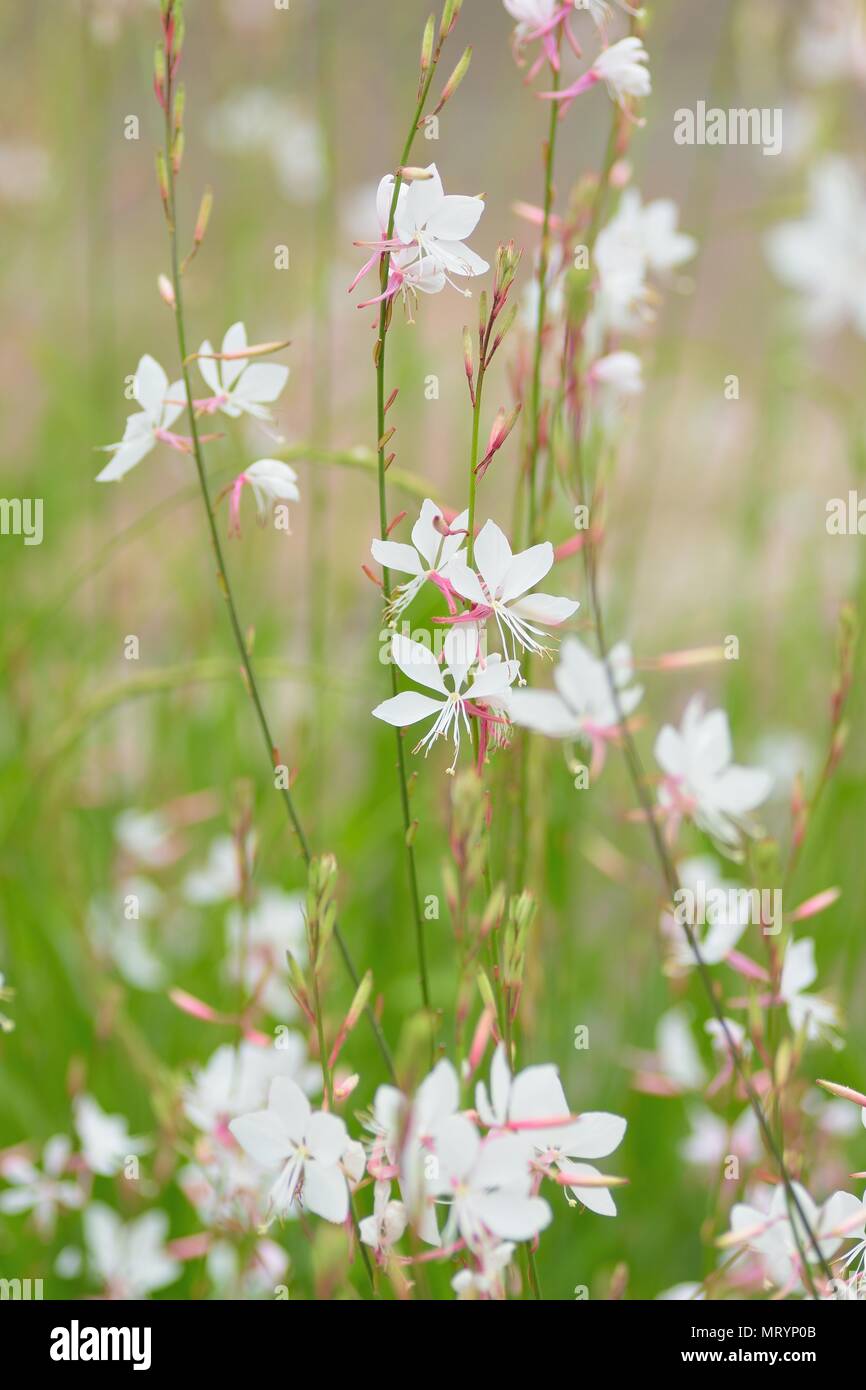 Background texture of blooming wild summer flowers Stock Photo