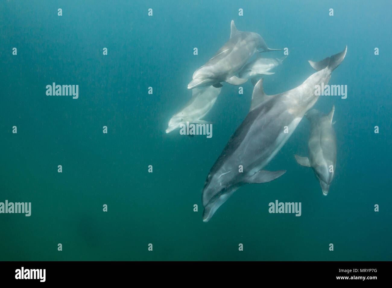 A family of bottlenose dolphins (Tursiops truncatus) swims by in the bay of La Paz, Mexico. Stock Photo