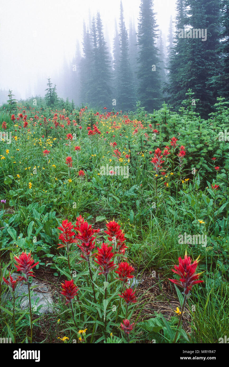 Wildflowers british columbia hires stock photography and images Alamy