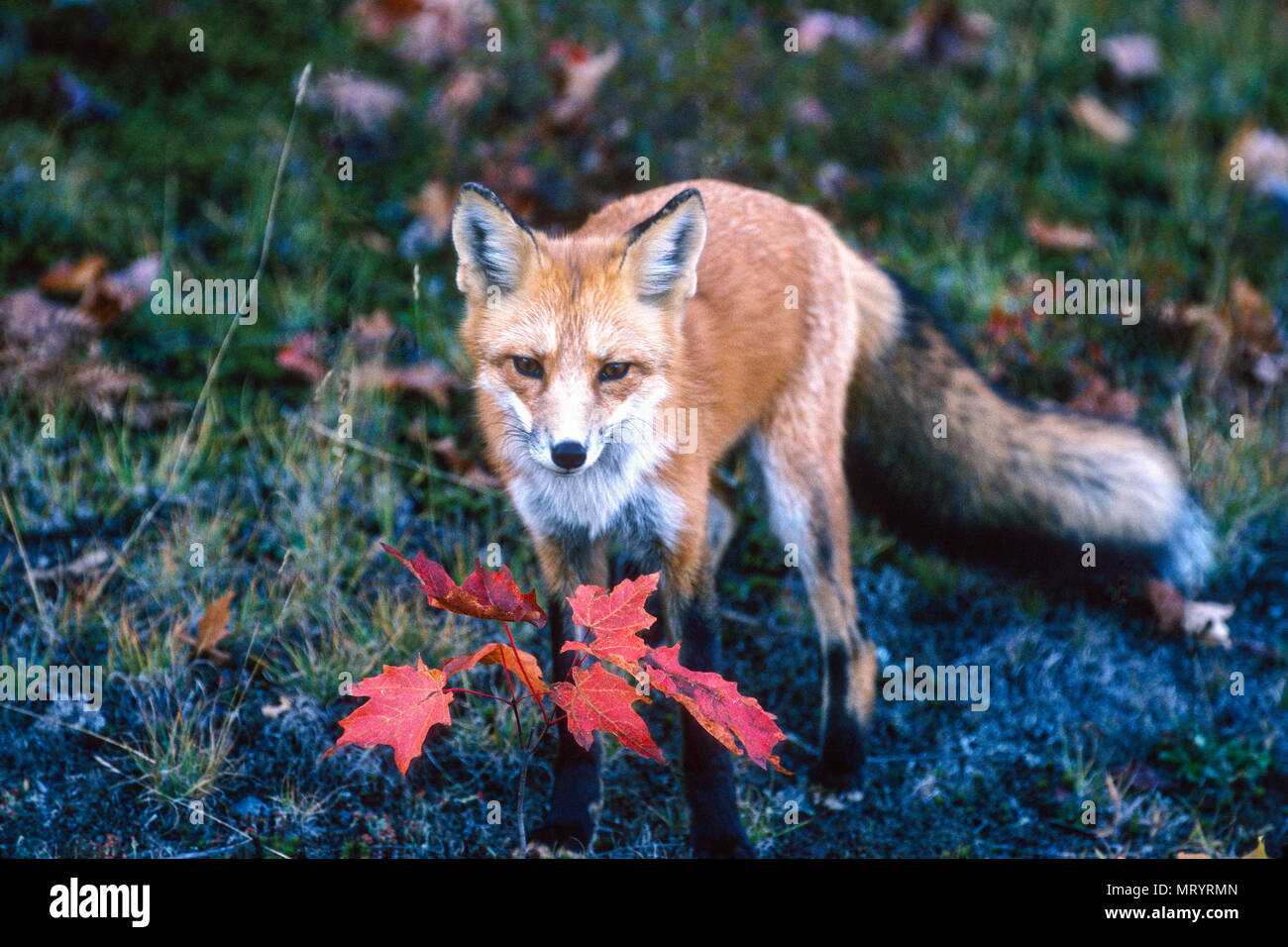 Red fox (Vulpes vulpes),  Fairbank Provincial Park, Ontario Stock Photo