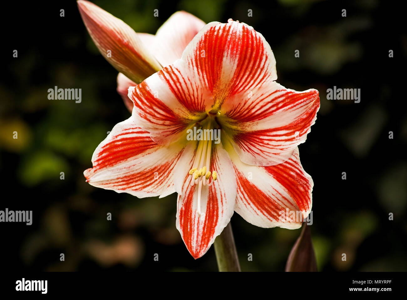 Red and White Amaryllis Flower Stock Photo