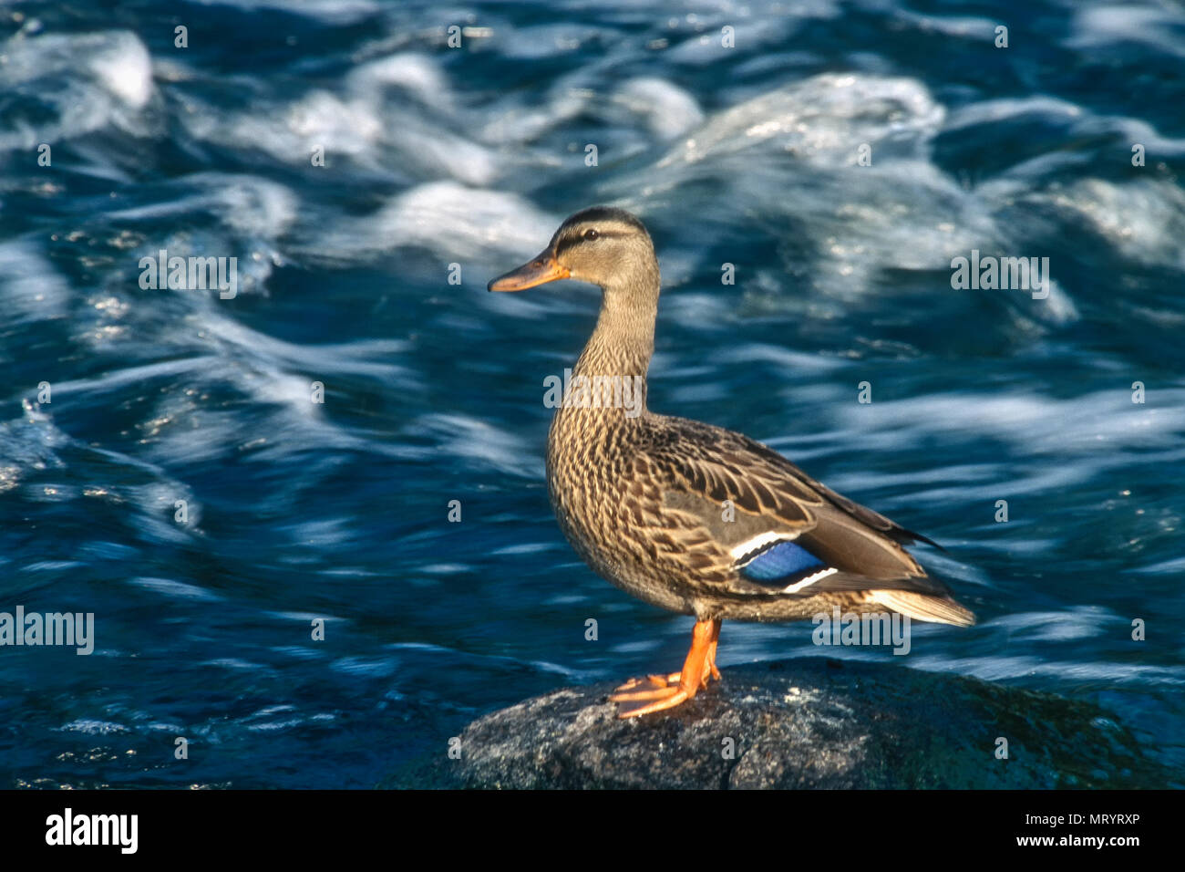 Mallard duck (Anas platyrhynchos), Fielding Park, Sudbury, Ontario, Canada Stock Photo