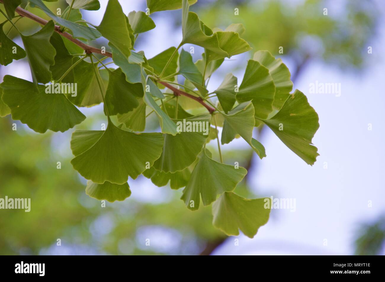Leaves of the ginkgo biloba tree in spring Stock Photo - Alamy