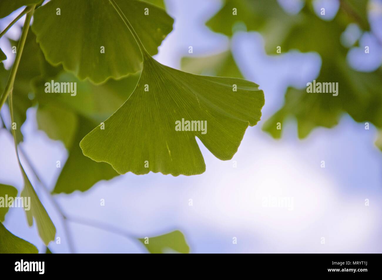 Leaves of the ginkgo biloba tree in spring Stock Photo - Alamy