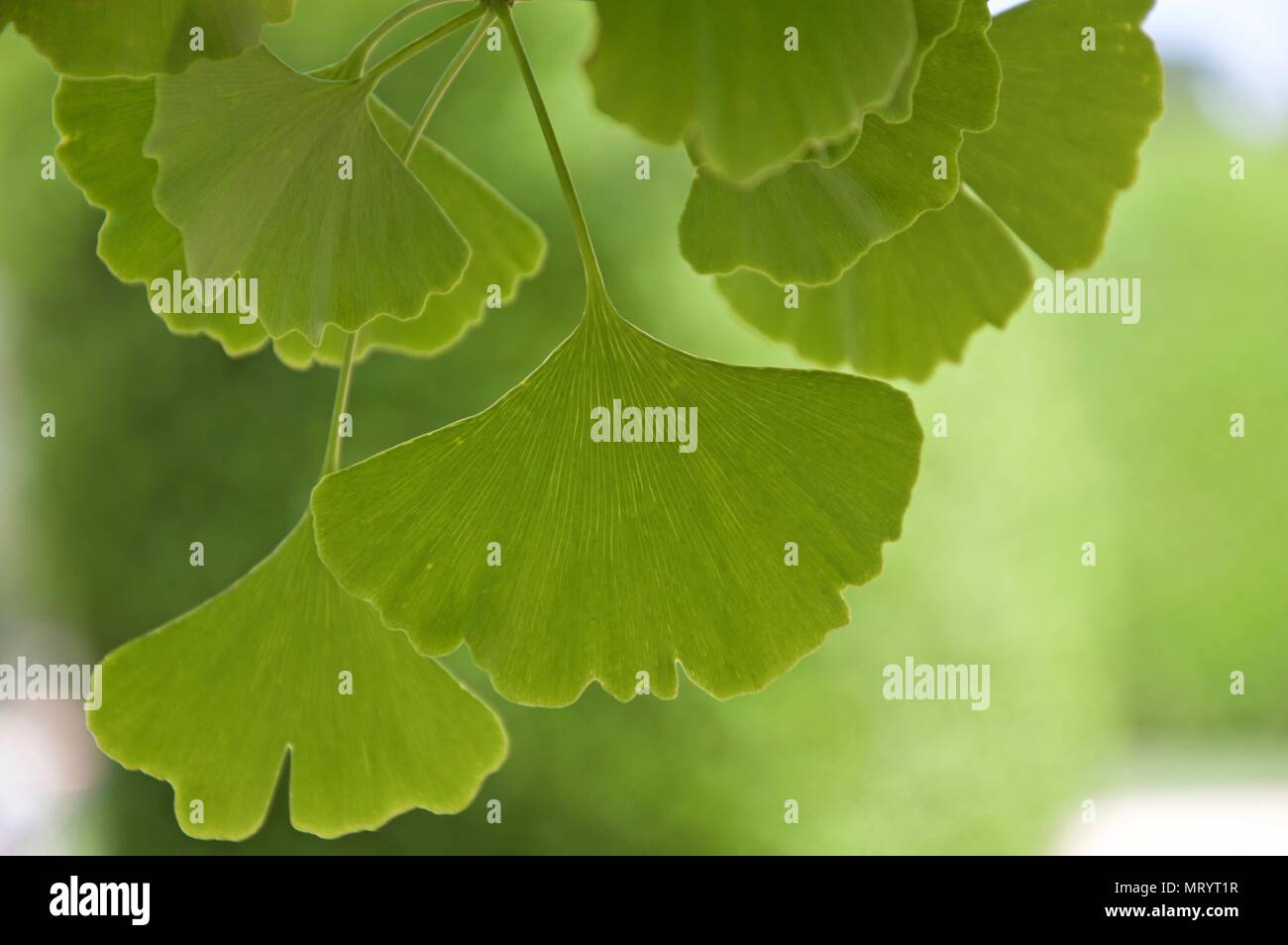 Ginko biloba spring hi-res stock photography and images - Alamy