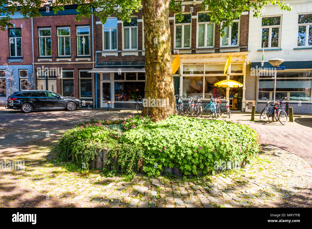 Tree decorated with flowerpot and vines in the background business in
