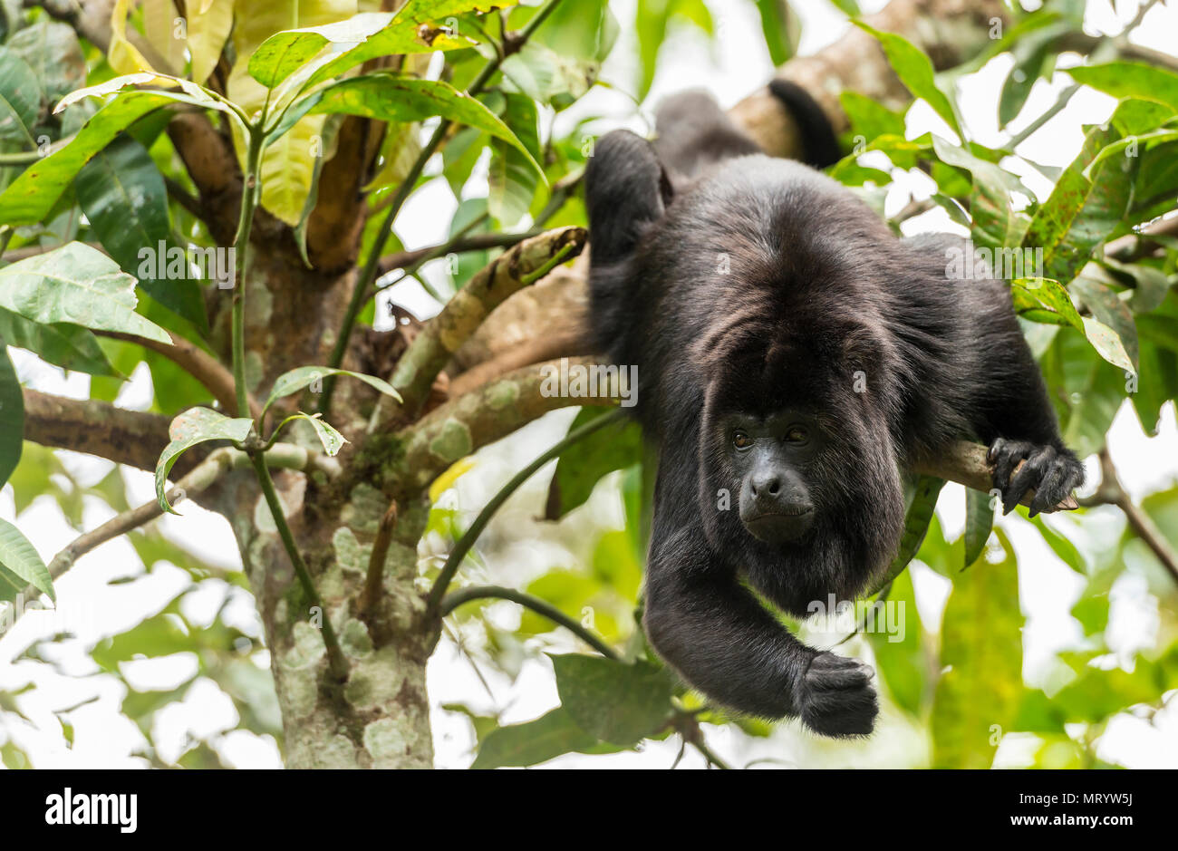 Black Howler Monkey swinging from trees in the forest Stock Photo Alamy