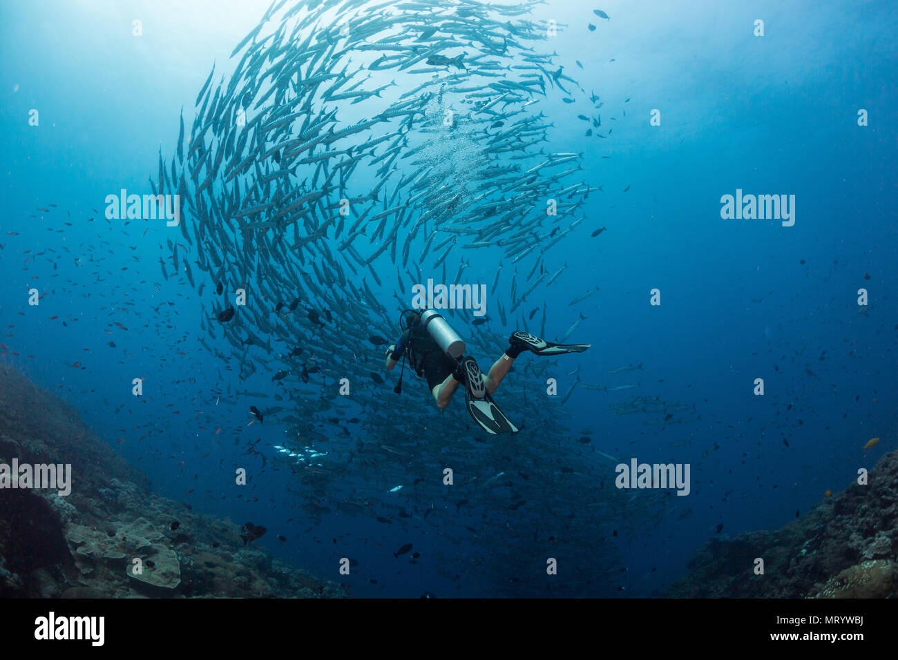 A scuba diver admires a large school of blackfin barracuda while diving