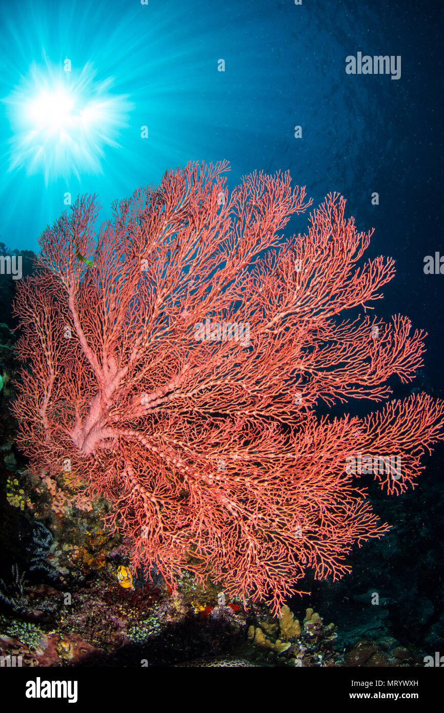 A massive red sea fan grows off the wall in Bunaken National Park, Indonesia. Stock Photo