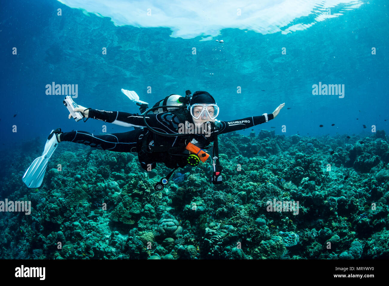 A scuba diver enjoys the feeling of hovering weightless during a saftey stop over a hard coral garden in Bunaken National Park, Indonesia. Stock Photo