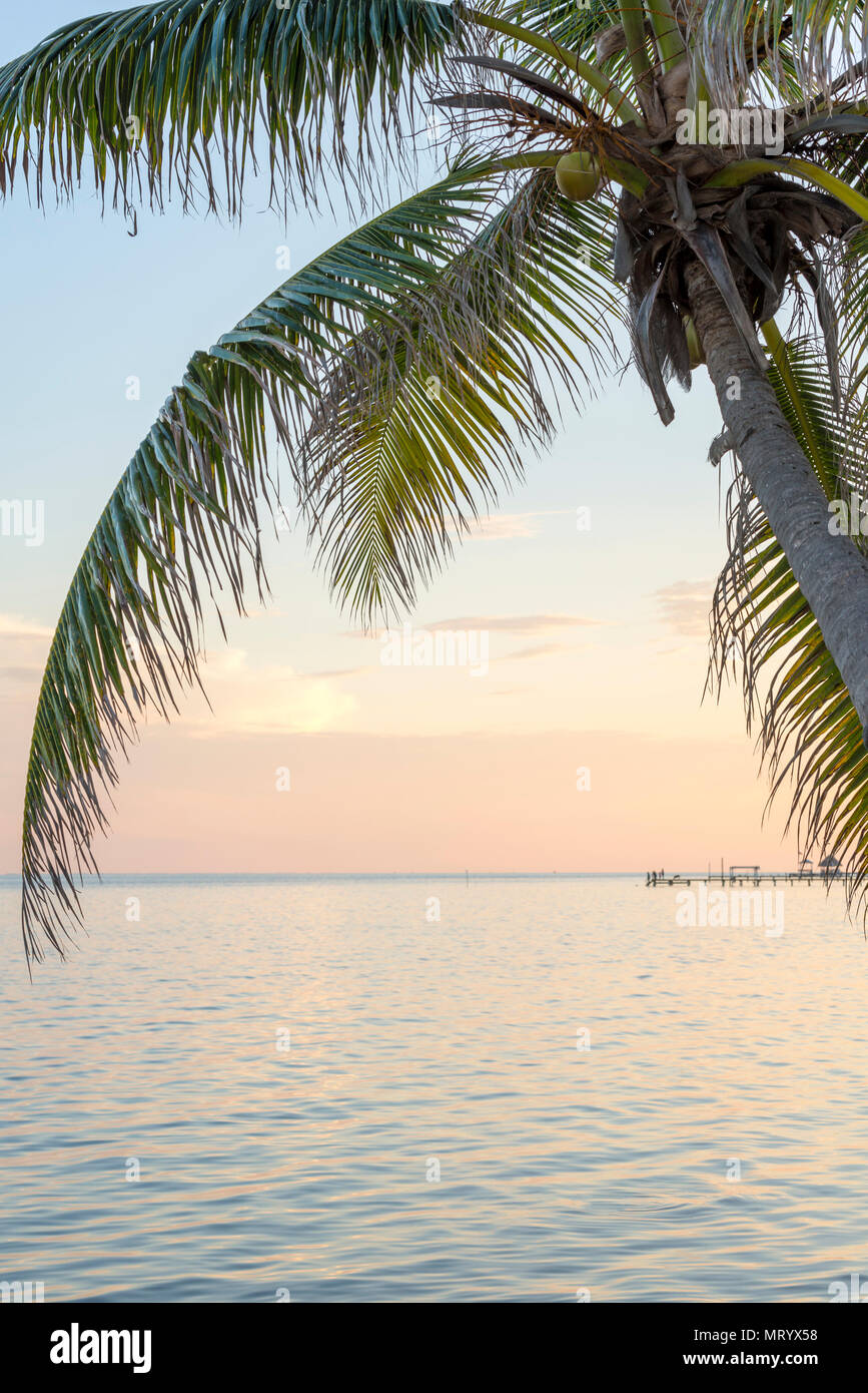 Tropical island background of palm trees at sunrise in the Caribbean ...