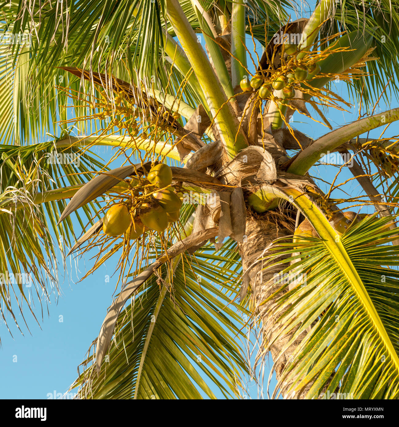 Coconut palm tree belize hires stock photography and images Alamy