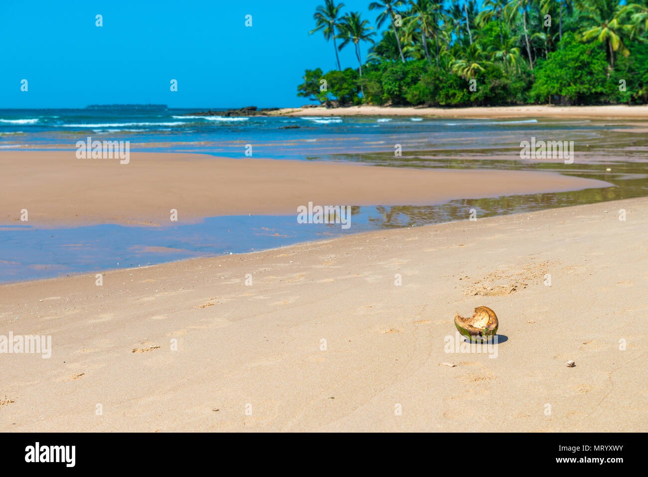 Cutted dried coconut over the beach sand ground Stock Photo Alamy