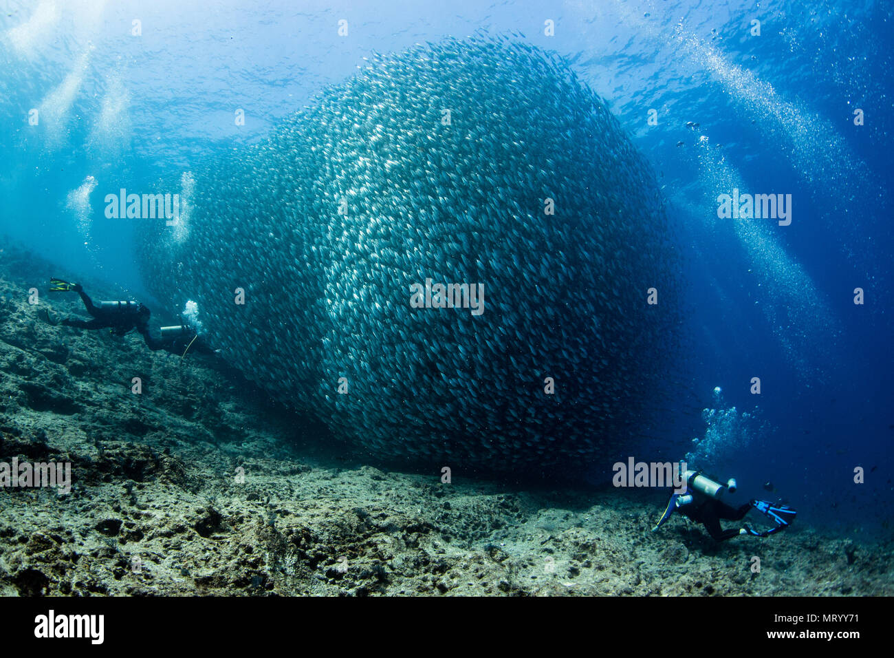 Scuba divers swim towards a large school of pacific flatiron herring (Harengula thrissina) forming a massive bait ball at a dive site called La Reina  Stock Photo