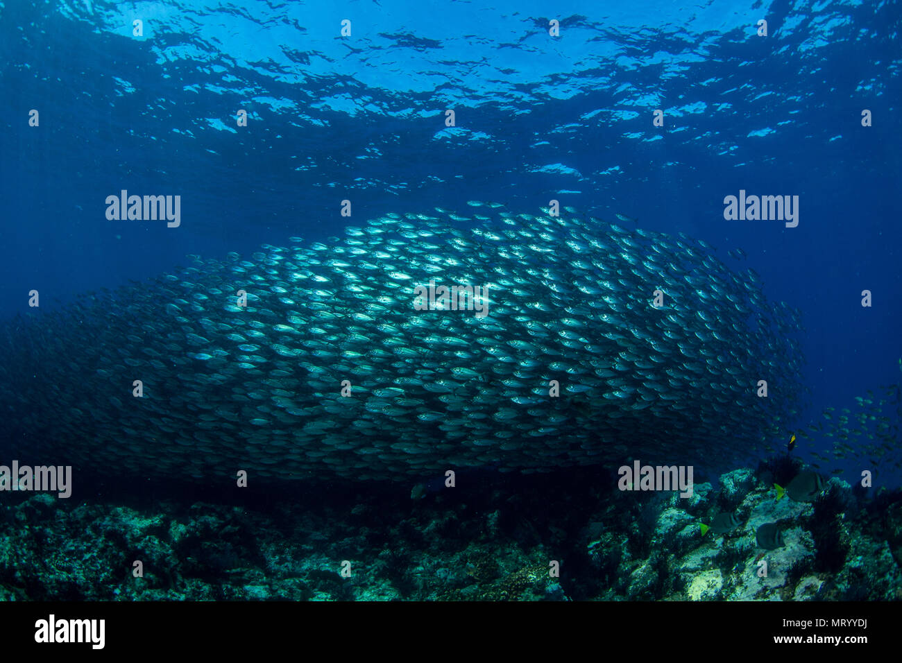A large school of pacific flatiron herring (Harengula thrissina) forms a massive bait ball at a dive site called La Reina near La Paz, Mexico. Stock Photo