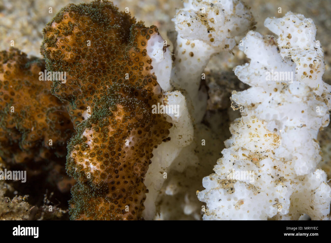 Detail of coral bleaching in action, with the right side dead and the left side alive. This is elegant coral (Pocillopora elegans) in the Cabo San Luc Stock Photo