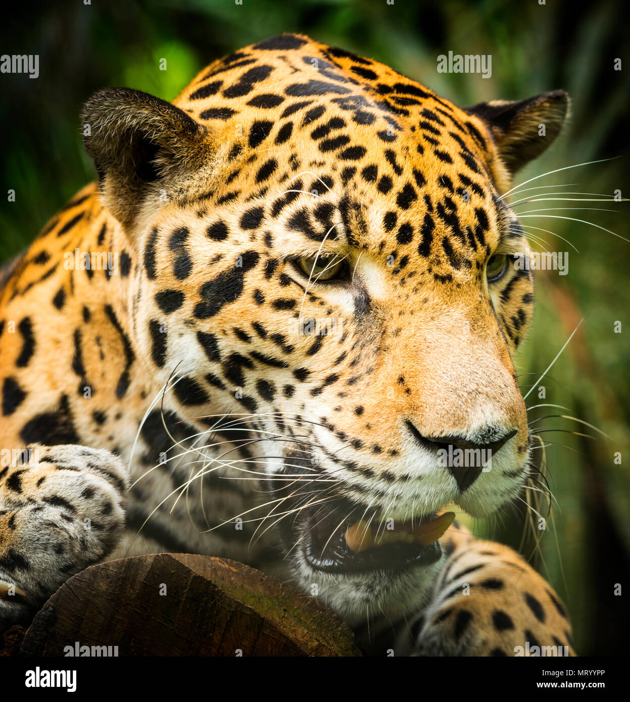 Beautiful Jaguar cat (Panthera Onca) in close up while growling Stock Photo