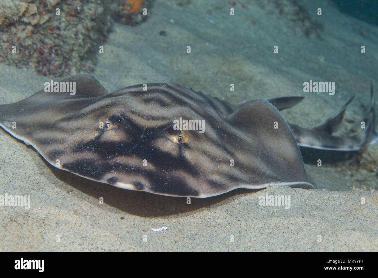 A banded guitarfish (Zapteryx exasperata) lays on the sand in the Cabo San Lucas Marine Park, Mexico. Stock Photo